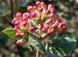 Viburnum carlesii