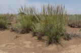 Stipa caucasica. Цветущие растения в гемипсаммофитной полынно-солянковой пустыне с высоким участием ковылей и разреженным ярусом черного саксаула. Казахстан, Алматинская обл., Алакольский р-н, 33 км З пос. Актогай Восточно-Казахстанской области; Северное Прибалхашье, бугристо-песчаный массив к востоку от мелкосопочника буг. Жаксыбулак, закрепленные пески. 01.06.2013.