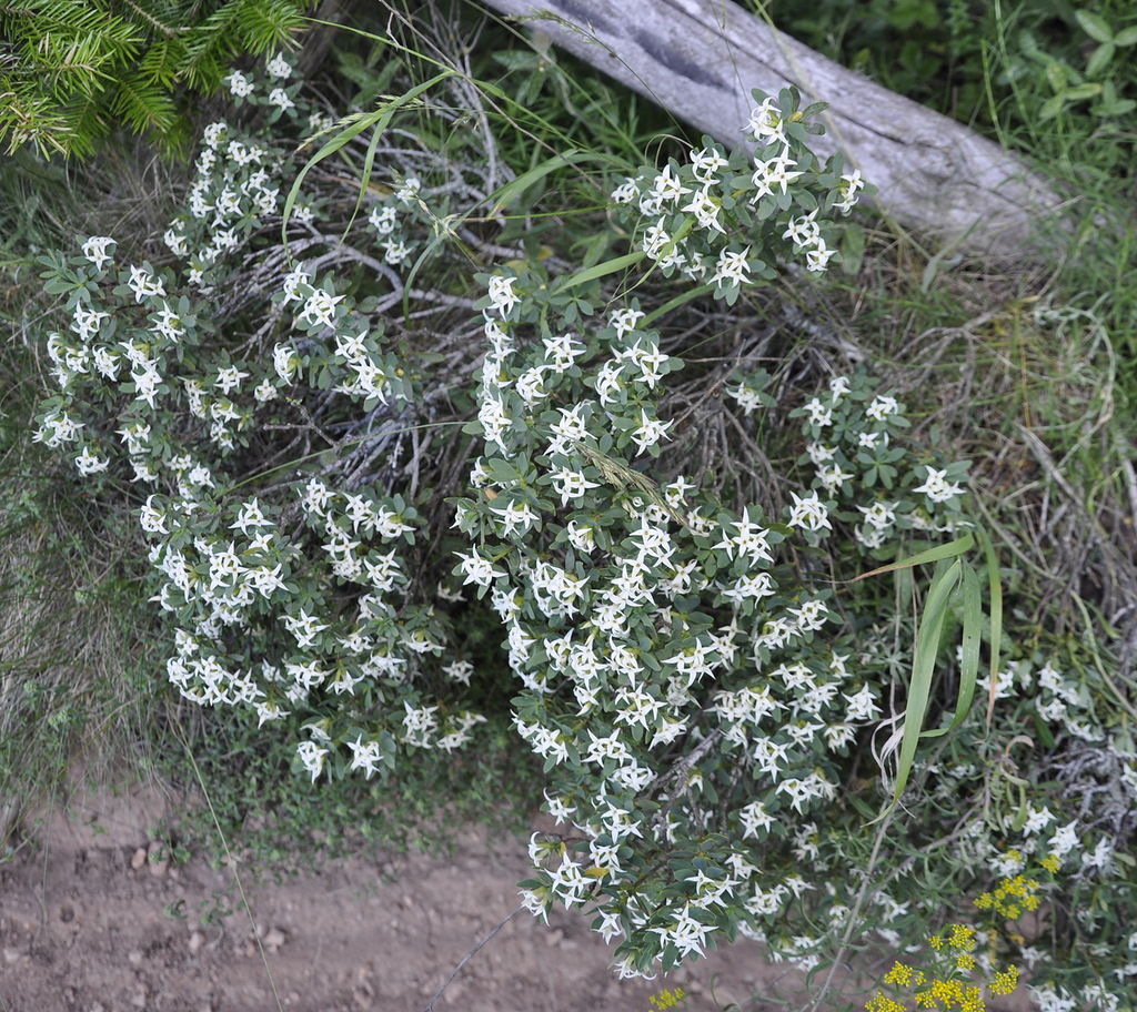 Image of Daphne oleoides specimen.