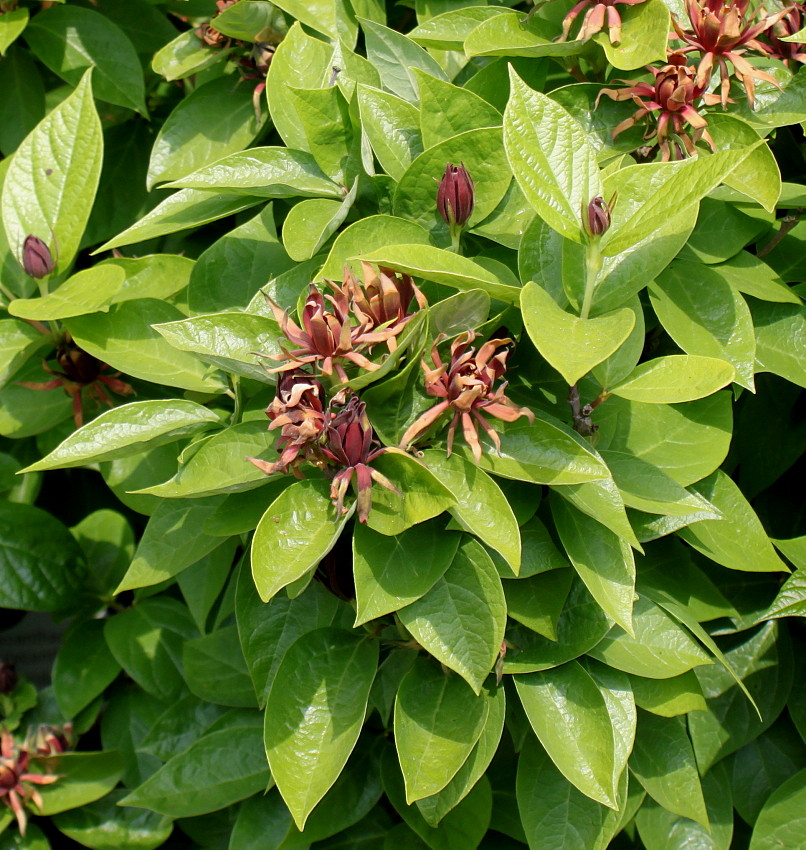 Image of genus Calycanthus specimen.