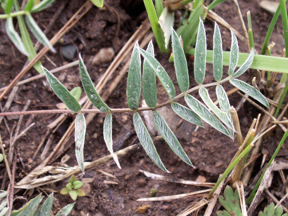 Image of Oxytropis globiflora specimen.