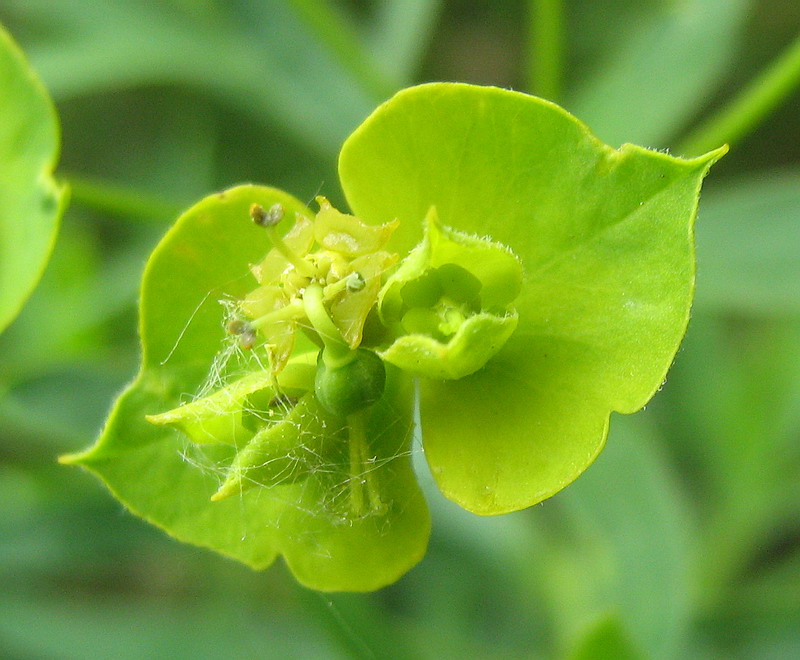 Изображение особи Euphorbia virgata.