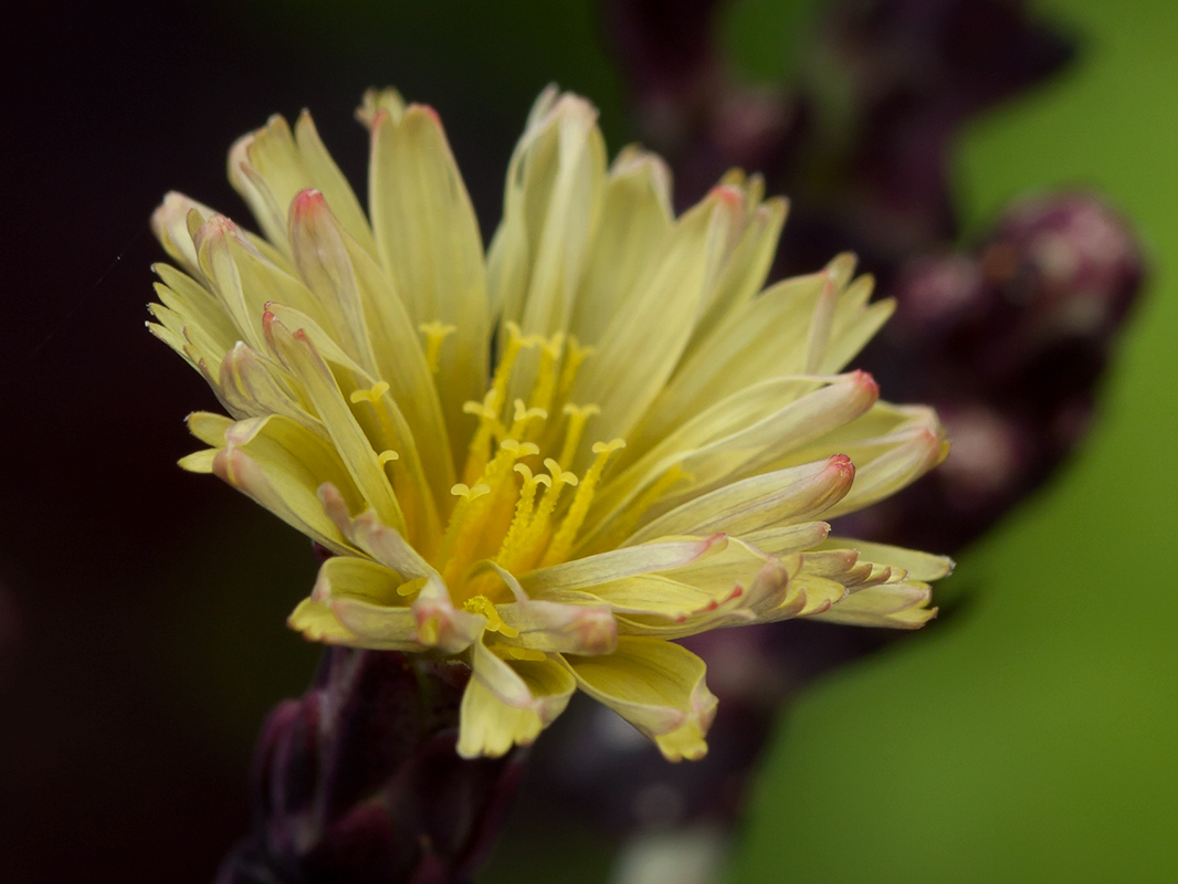 Image of Lactuca sativa specimen.