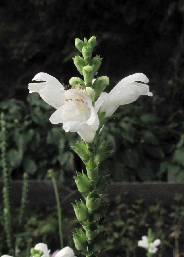 Image of Physostegia virginiana specimen.