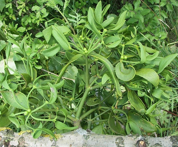 Image of Viscum album specimen.