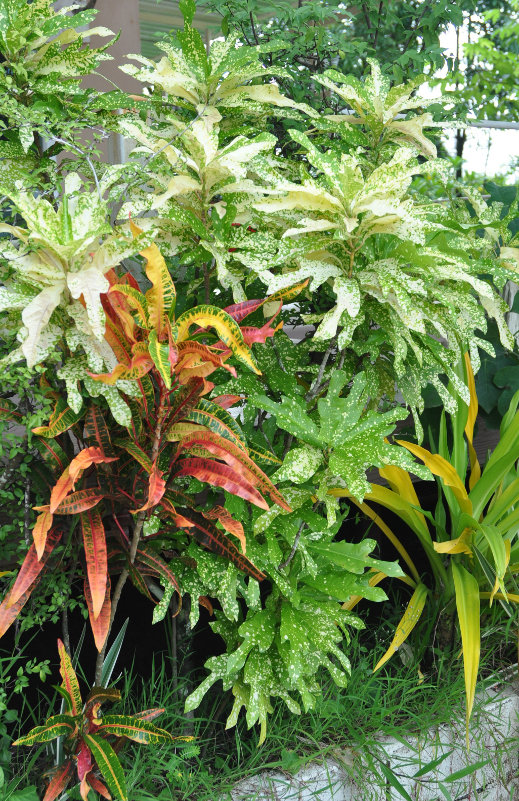 Image of Codiaeum variegatum specimen.