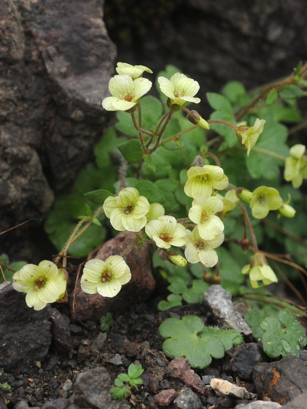 Image of Saxifraga sibirica specimen.