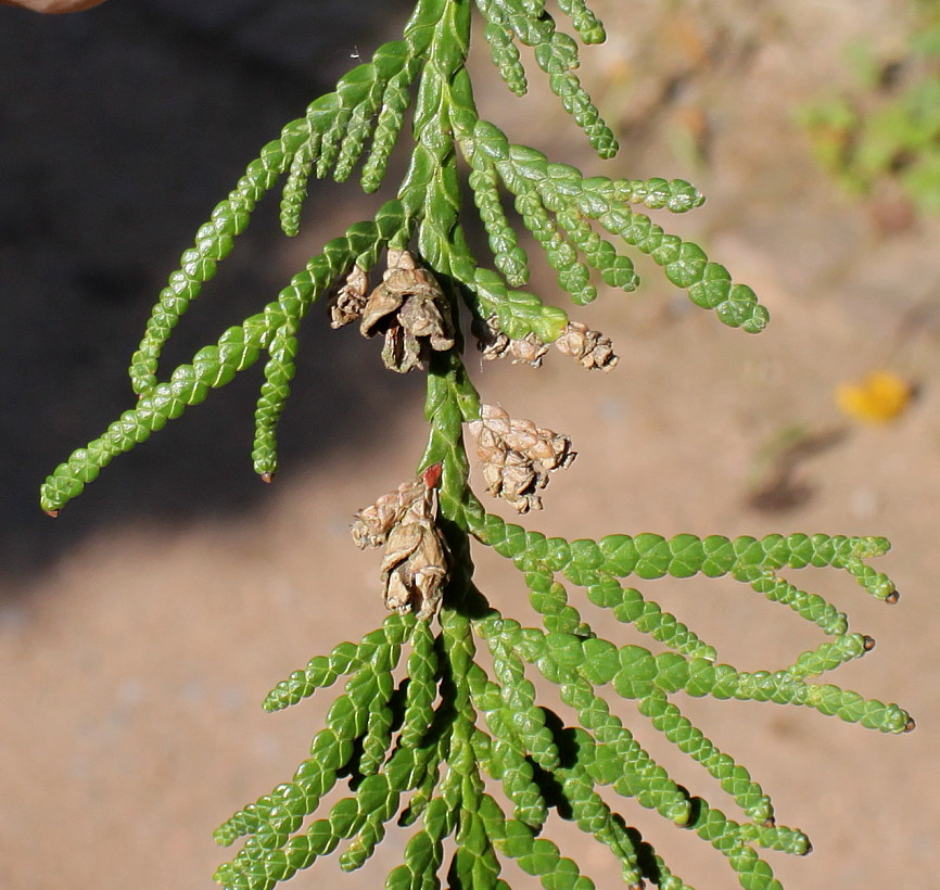 Image of Thujopsis dolabrata specimen.