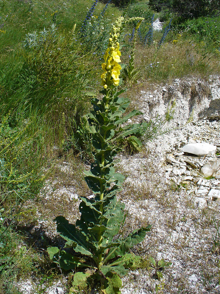 Image of Verbascum phlomoides specimen.