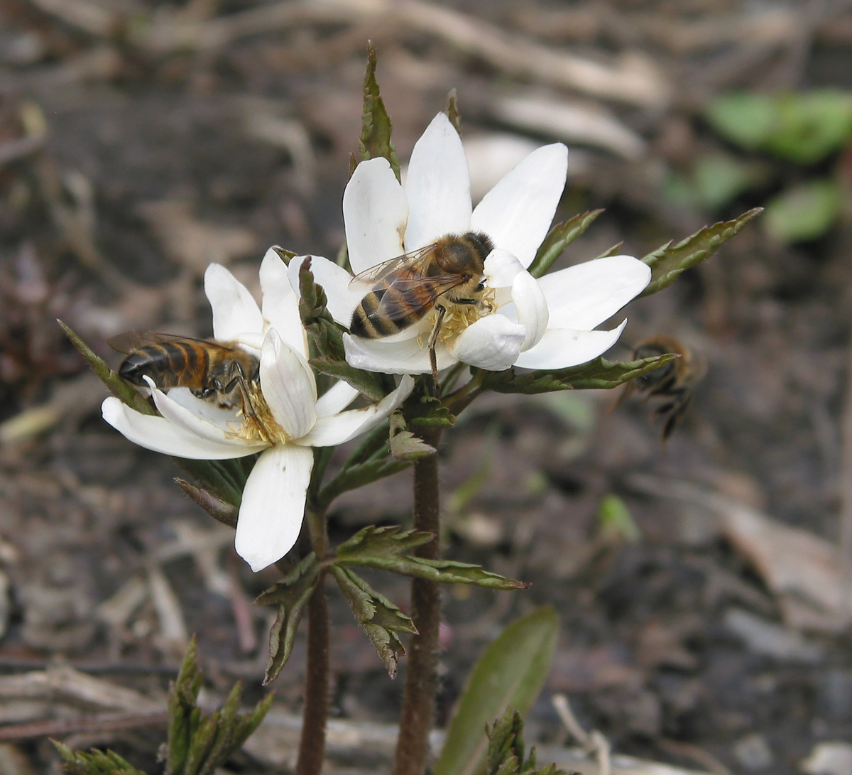 Изображение особи Anemone altaica.