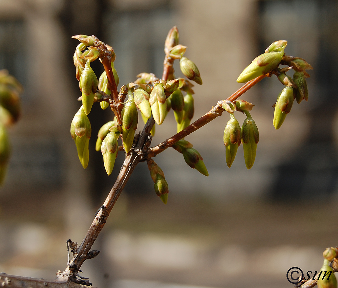 Image of Forsythia europaea specimen.