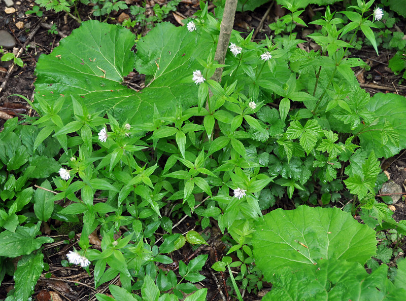 Изображение особи Asperula caucasica.