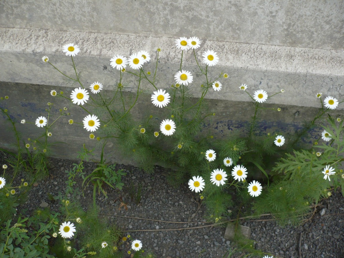 Image of Tripleurospermum inodorum specimen.