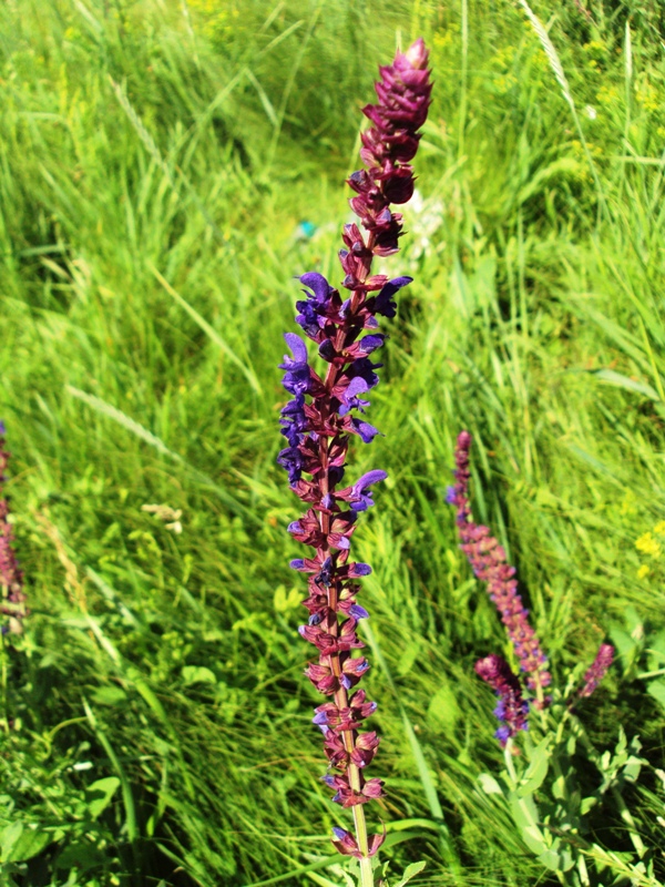 Image of Salvia nemorosa specimen.