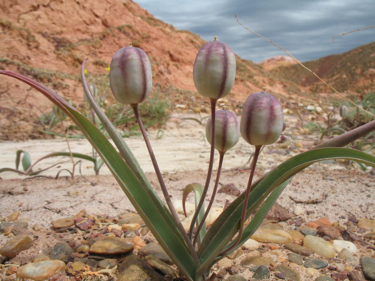 Image of Tulipa biflora specimen.