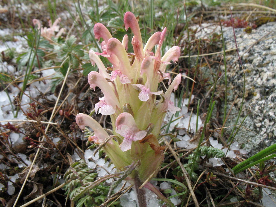 Image of Pedicularis alatauica specimen.