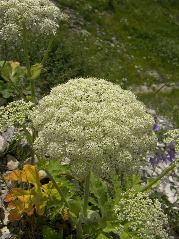 Изображение особи род Heracleum.