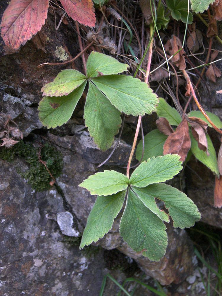 Изображение особи Potentilla brachypetala.