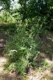 Centaurea scabiosa