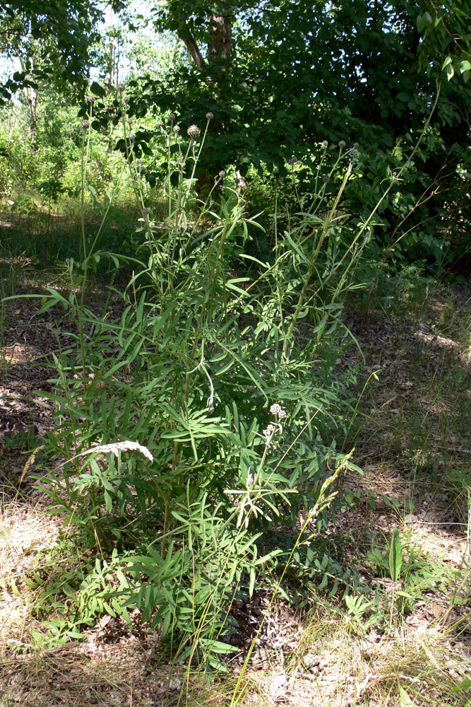 Image of Centaurea scabiosa specimen.