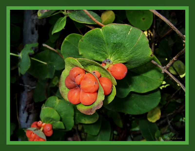 Image of Lonicera caprifolium specimen.