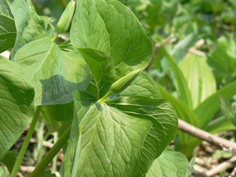 Image of Trillium camschatcense specimen.