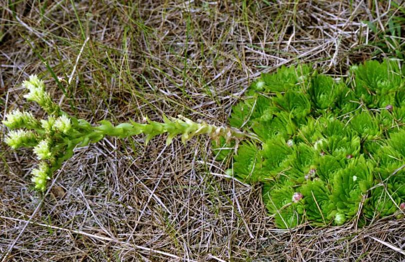 Изображение особи Jovibarba globifera.