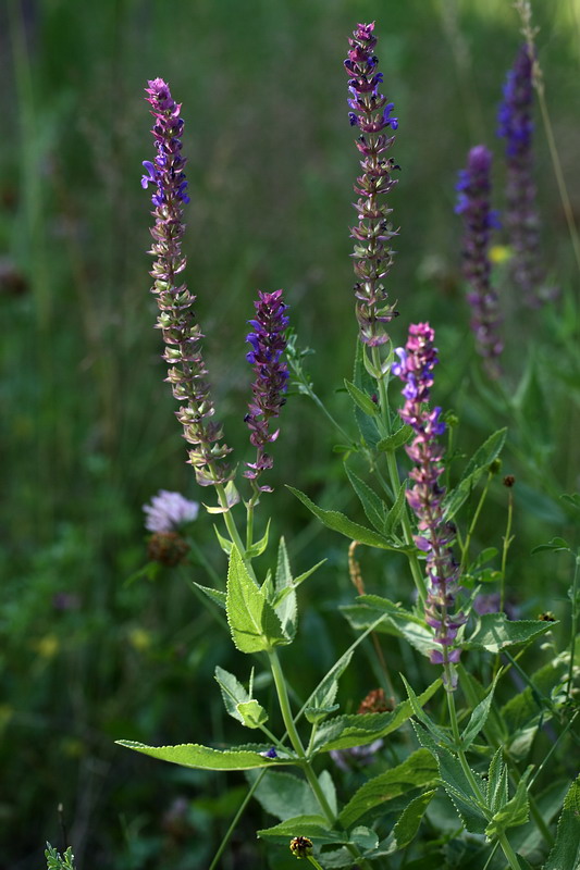 Image of Salvia nemorosa specimen.