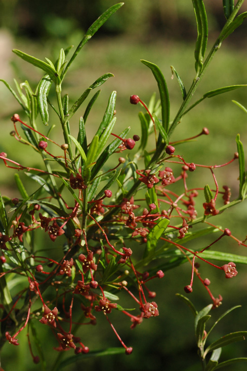 Image of Euonymus nanus specimen.