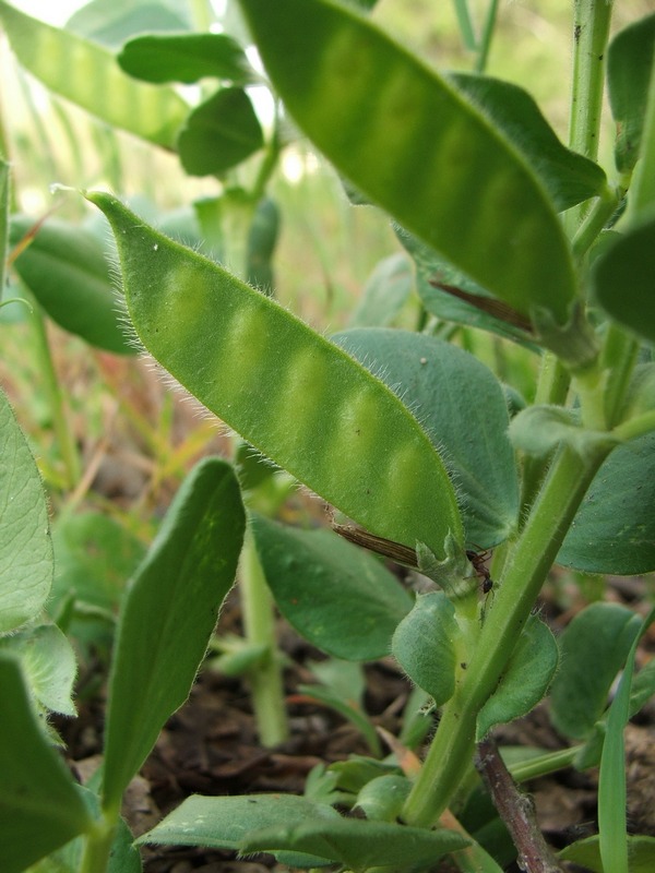 Изображение особи Vicia narbonensis.