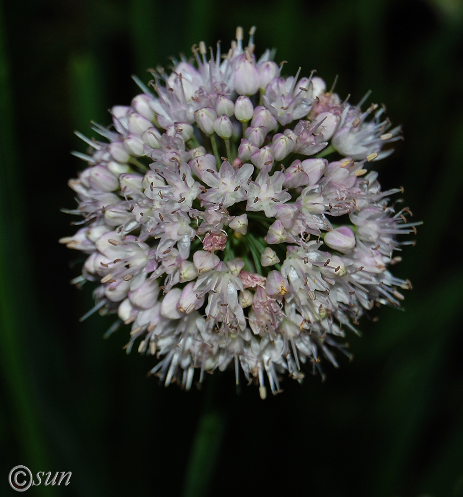 Image of Allium nutans specimen.