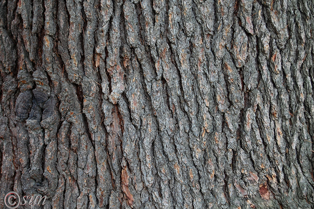 Image of Cedrus deodara specimen.