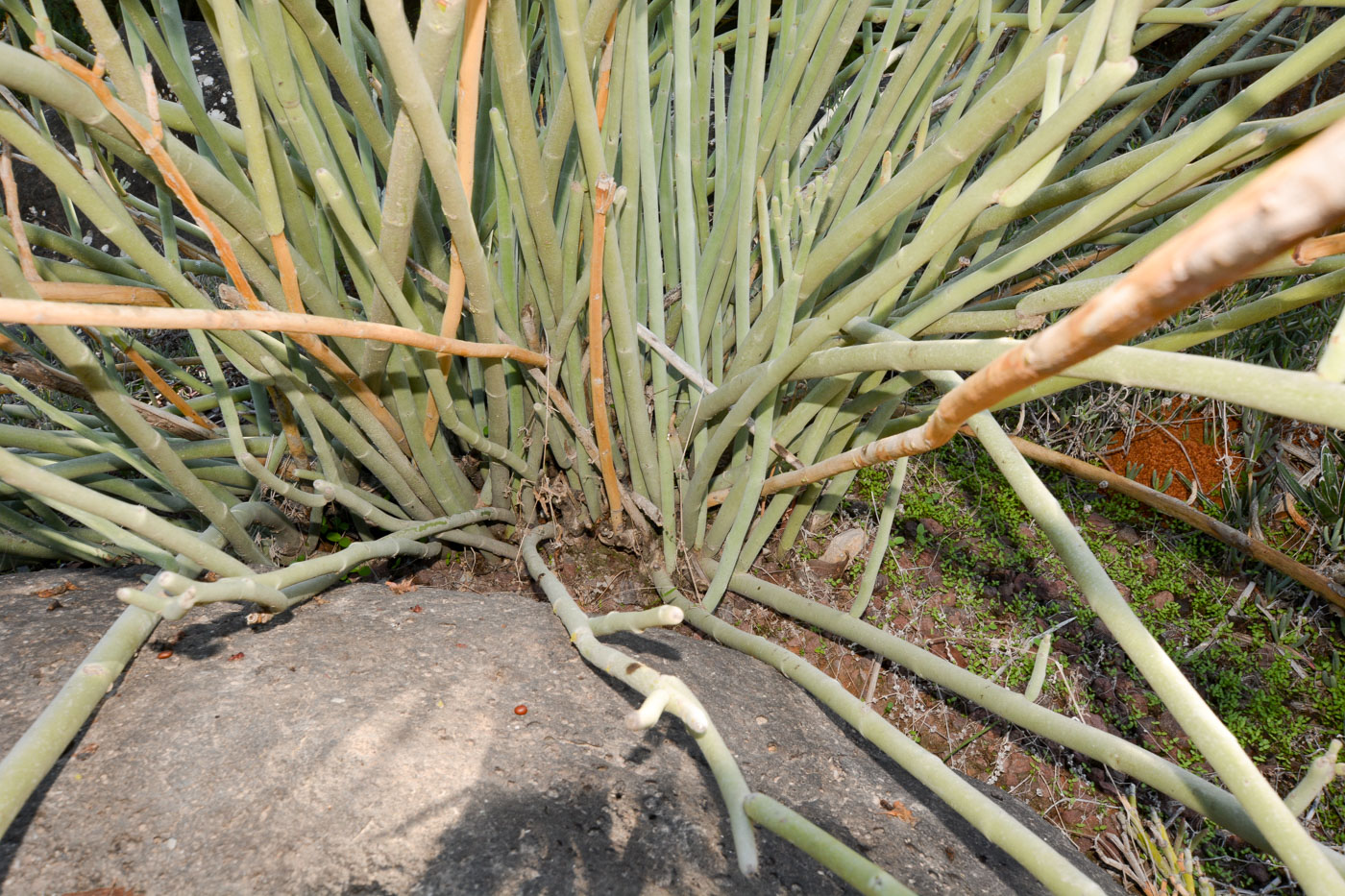 Image of Euphorbia lomelii specimen.