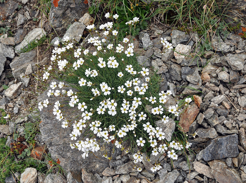 Изображение особи Minuartia circassica.