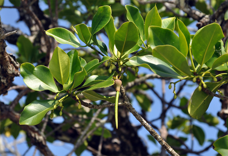 Изображение особи Rhizophora mucronata.