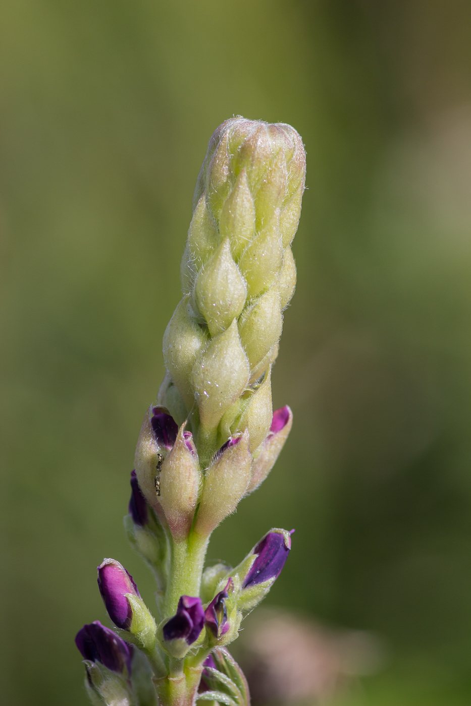 Изображение особи Lupinus polyphyllus.