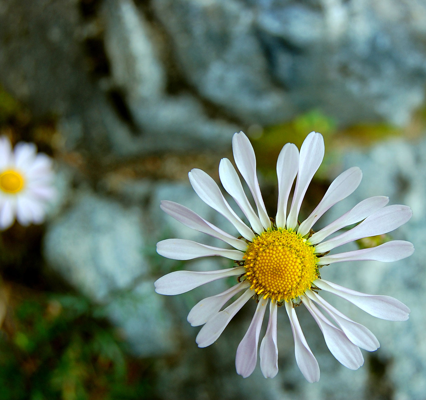 Image of Chrysanthemum mongolicum specimen.