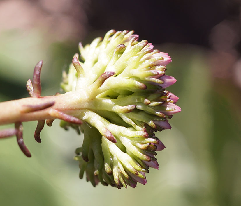 Image of Pseudosedum longidentatum specimen.