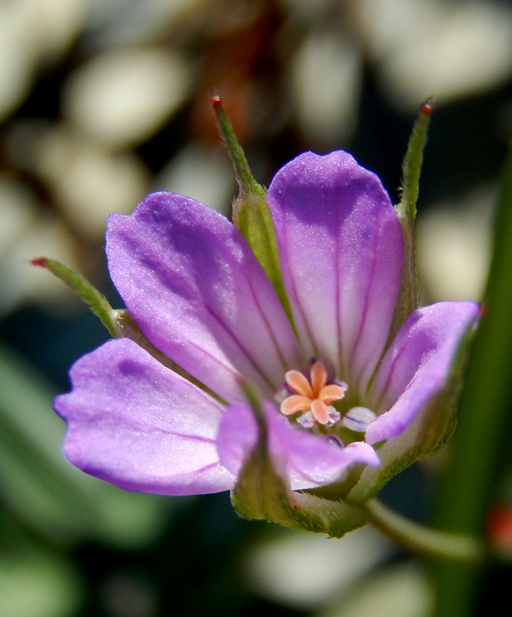 Image of Geranium columbinum specimen.