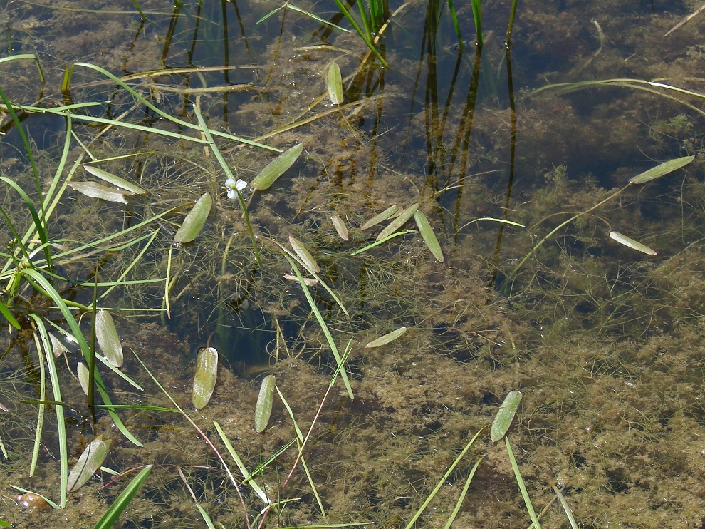 Image of Sagittaria natans specimen.