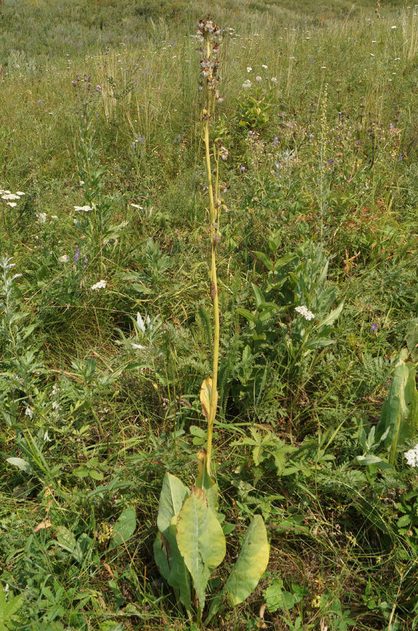 Image of Ligularia altaica specimen.