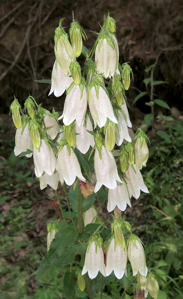 Image of Campanula punctata specimen.