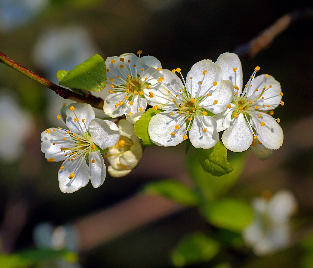 Image of Prunus domestica specimen.