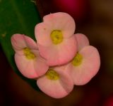 Euphorbia splendens