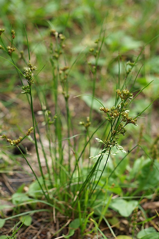 Image of Juncus tenuis specimen.