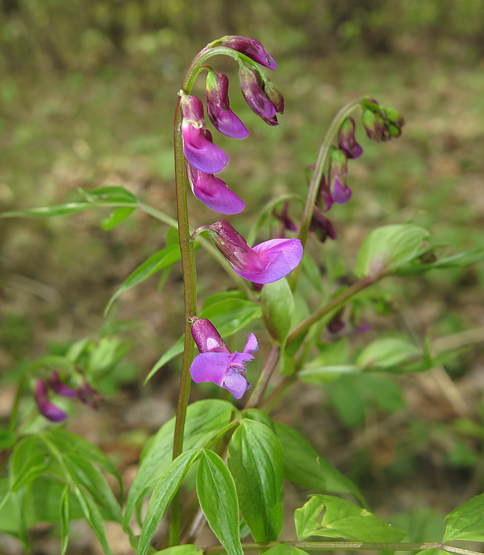 Image of Lathyrus vernus specimen.