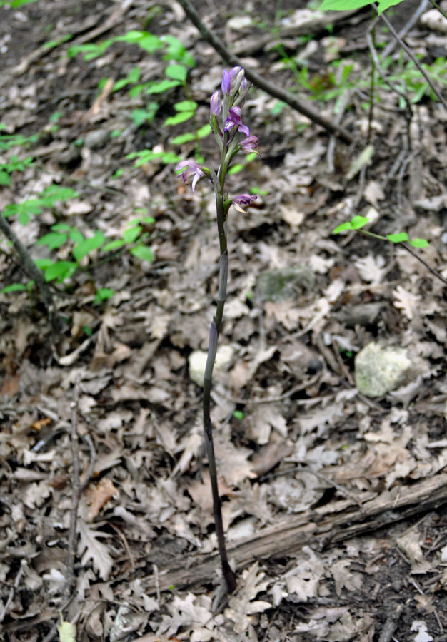 Image of Limodorum abortivum specimen.