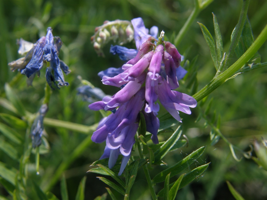 Image of Vicia cracca specimen.