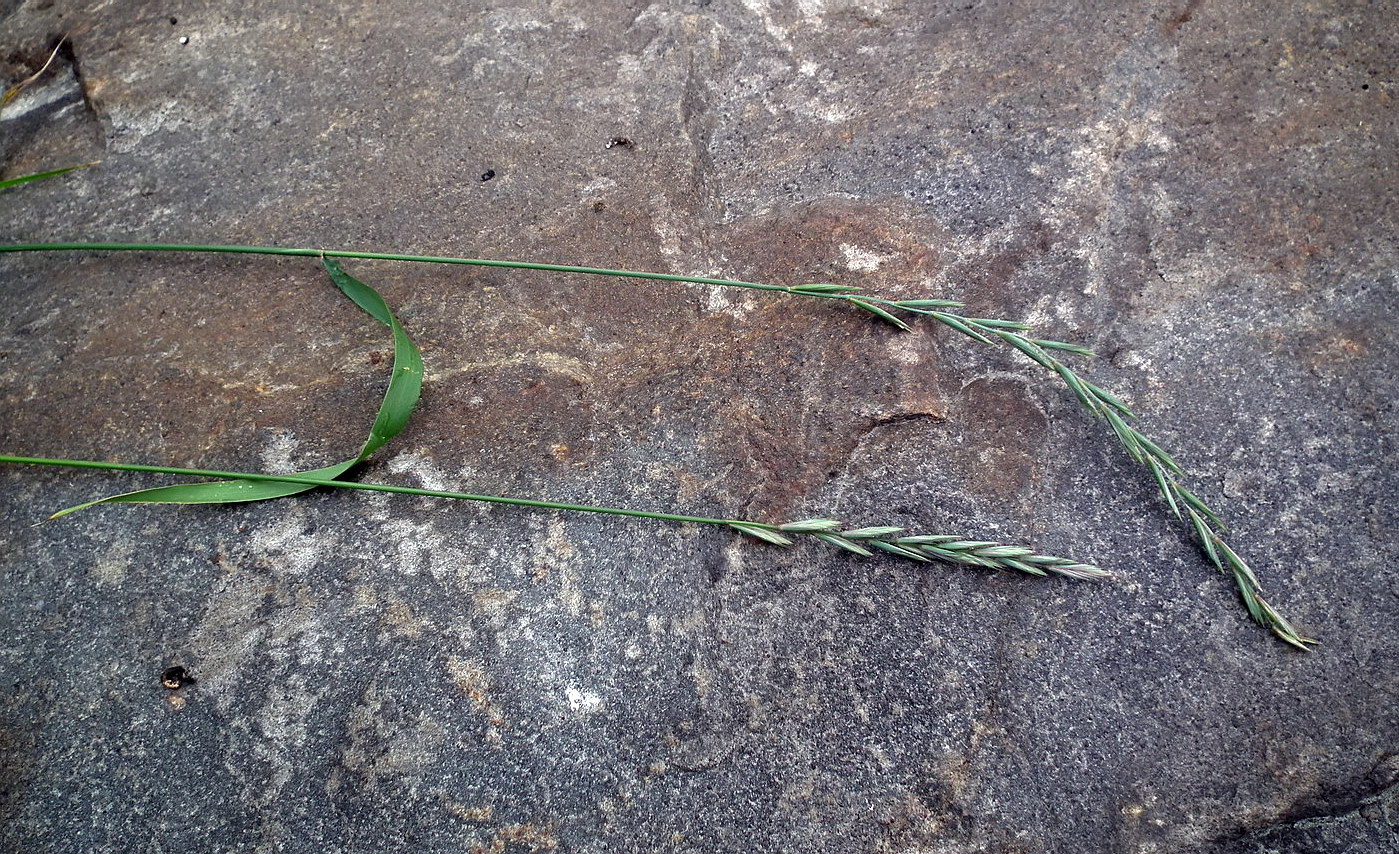 Image of Elytrigia repens specimen.