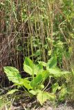 Plantago major